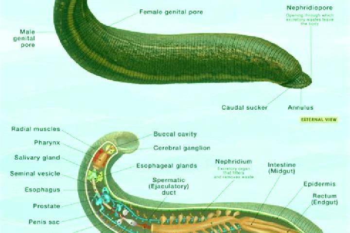 escort Leech