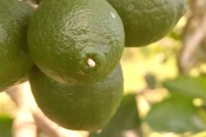 escort Llano Limon