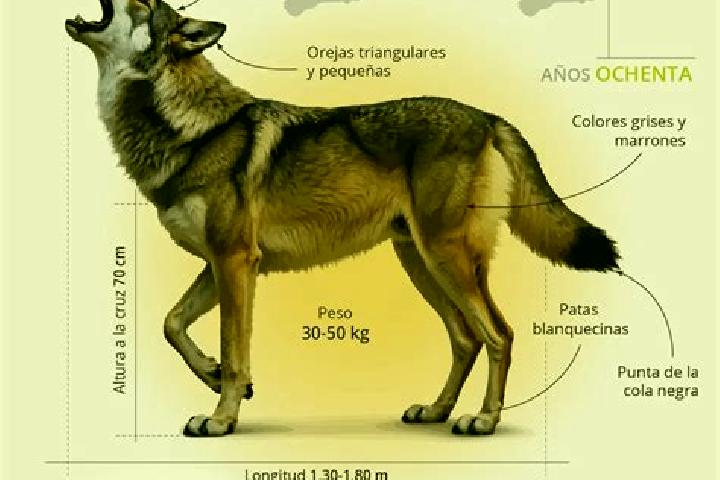 escort Lobo-Akoudzin