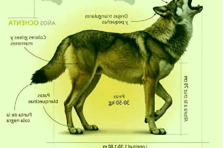 escort Lobo-Hope