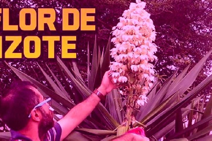 escort Loma del Izote (Mata Planta)