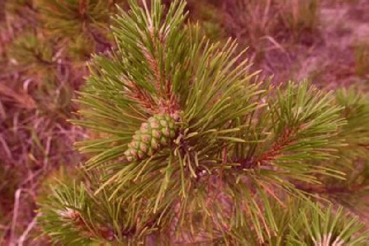 escort Lone Pine