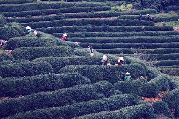 escort Longjing
