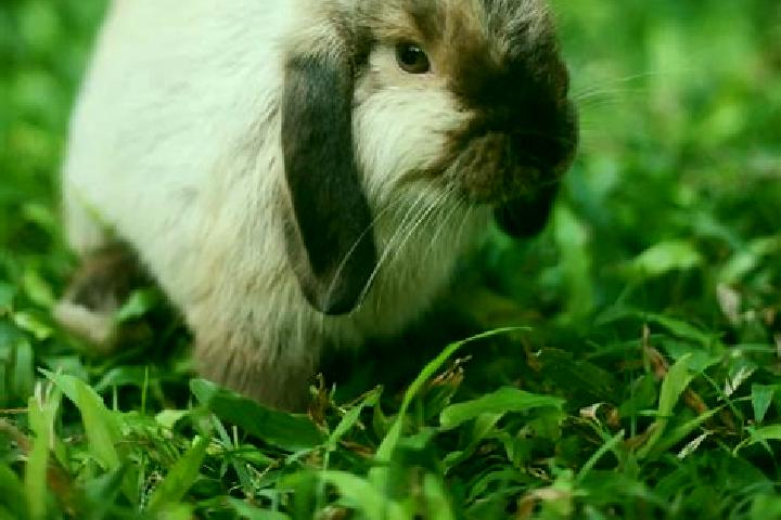 escort Lop