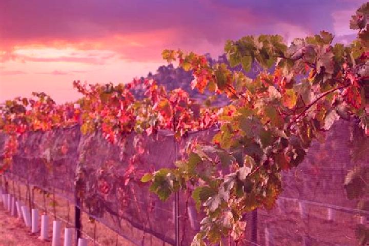 escort Los Cedros
