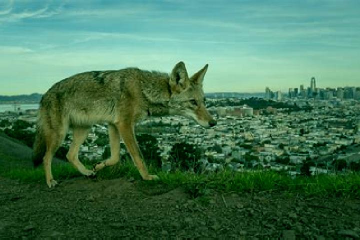 escort Los Coyotes