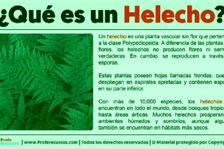 escort Los Helechos