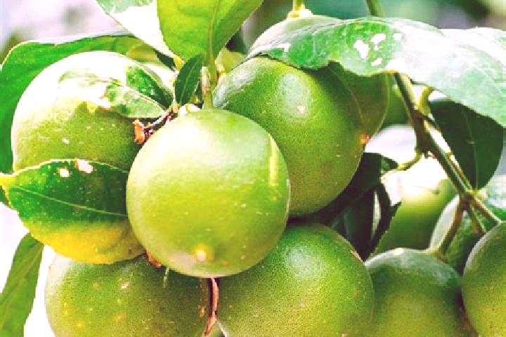 escort Los Limones