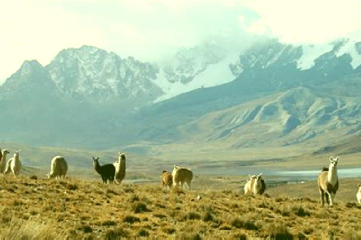 escort Los Llamas