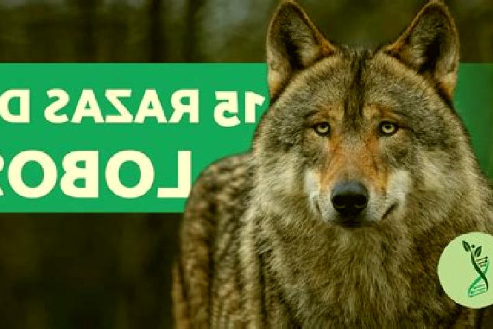 escort Los Lobos