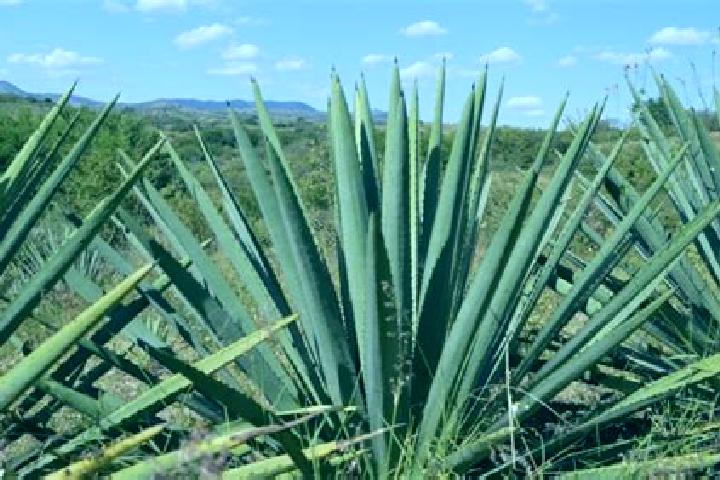 escort Los Magueyes