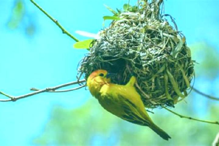 escort Los Pajaros