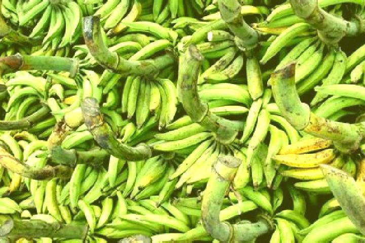 escort Los Platanos