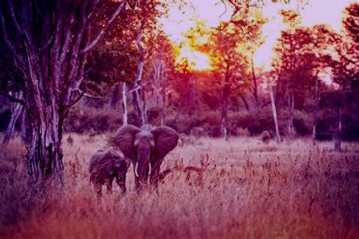 escort Luangwa