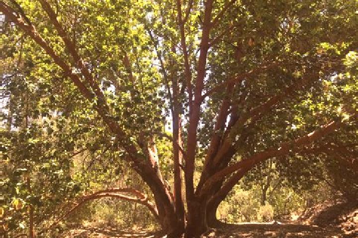 escort Madrone