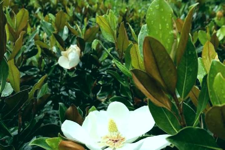escort Magnolia
