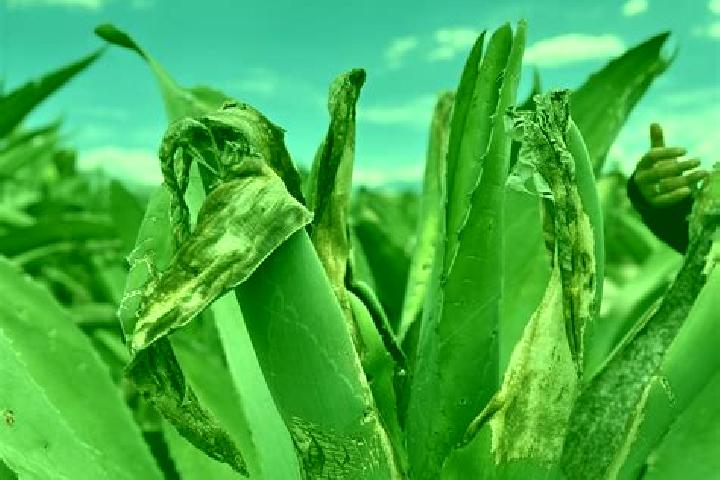 escort Maguey Largo