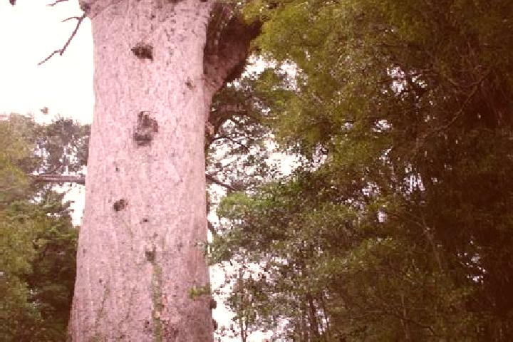 escort Mahuta