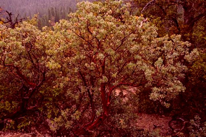 escort Manzanita