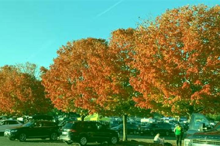 escort Maple Glen