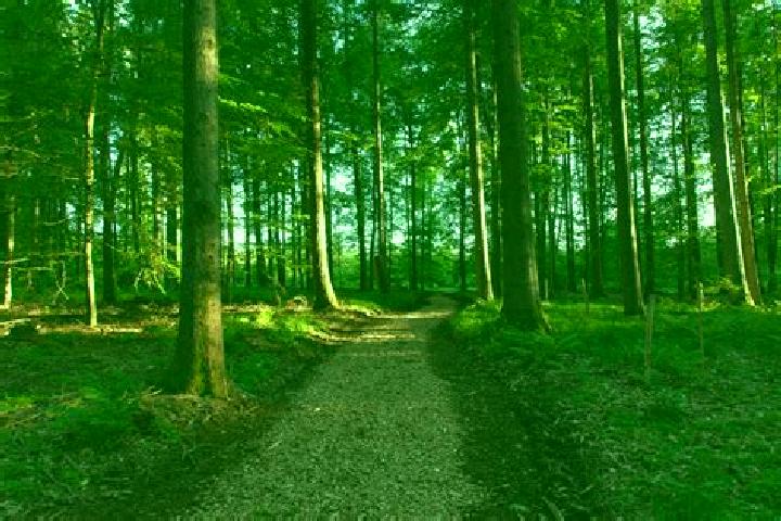 escort Markt Wald