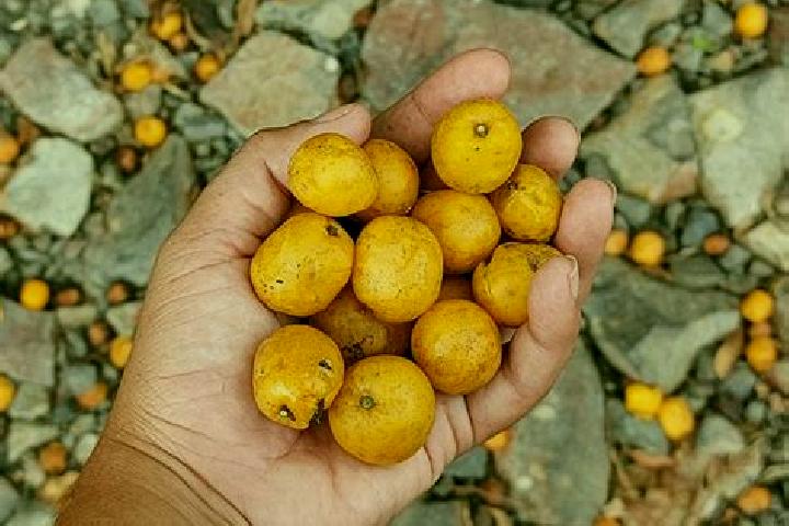 escort Mata de Jobo