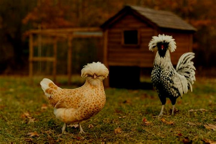 escort Mata Gallina