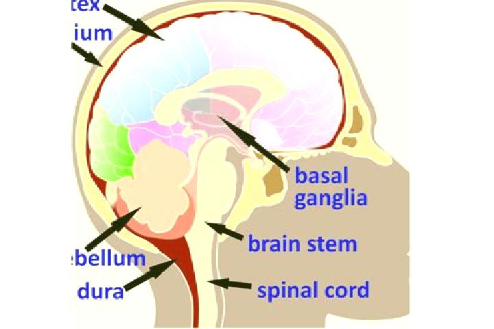 escort Medulla