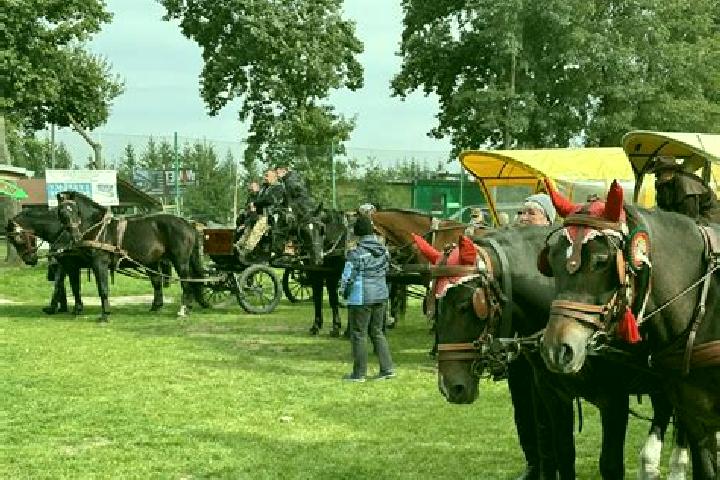 escort Miedzyswiec