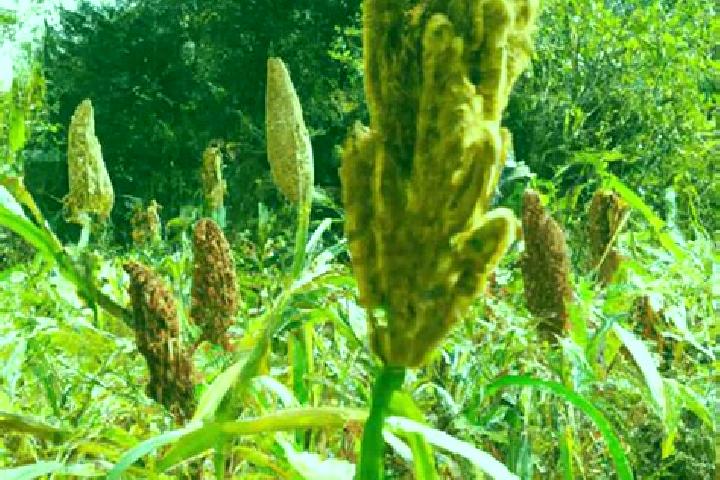 escort Millet