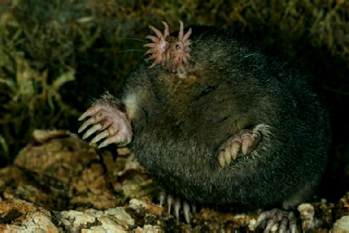 escort Mole