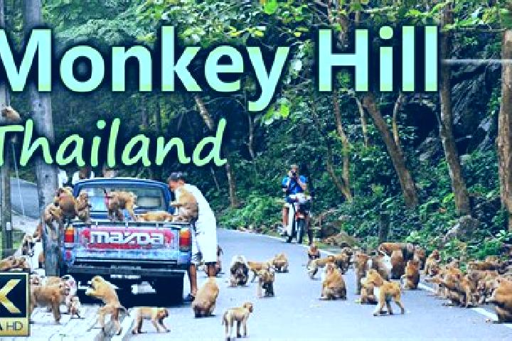 escort Monkey Hill