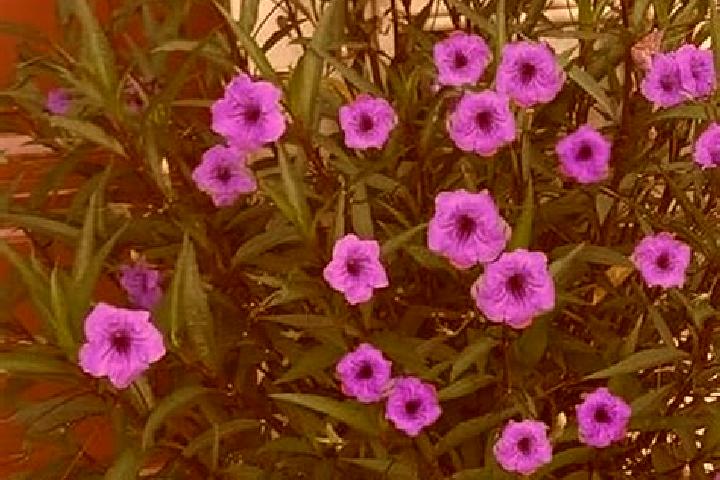 escort Morada