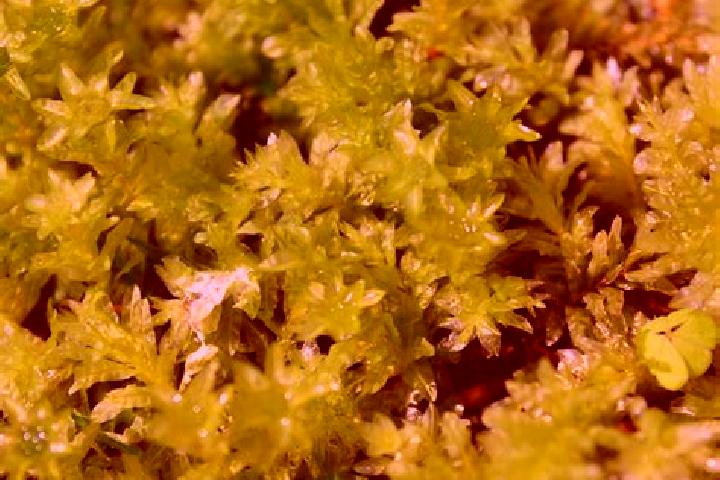 escort Mosses