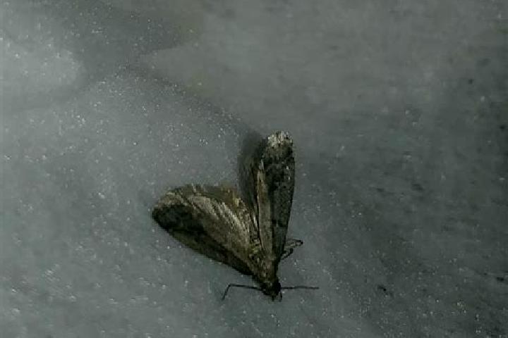escort Moth