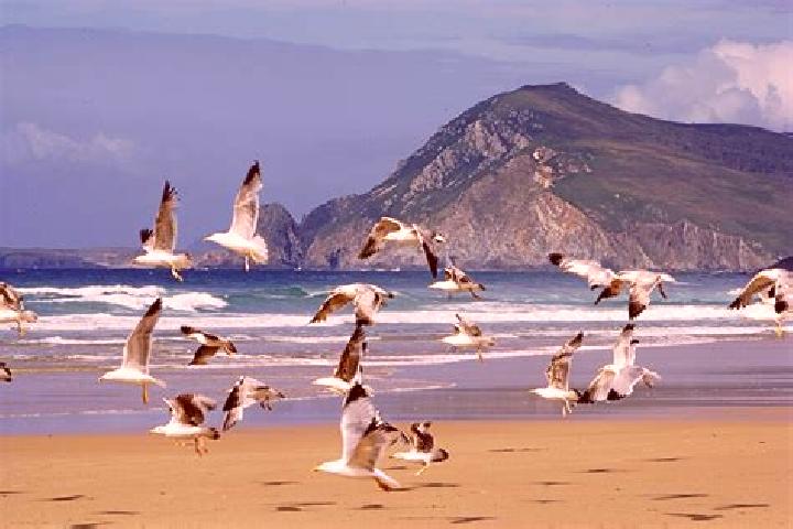 escort Mouettes