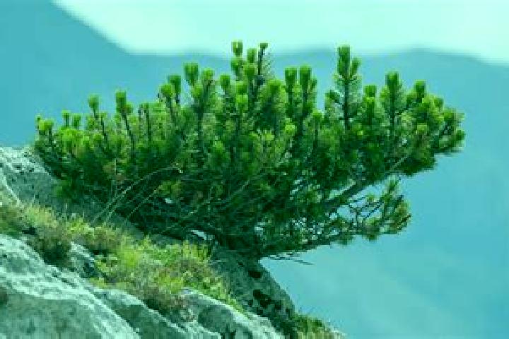 escort Mountain Pine