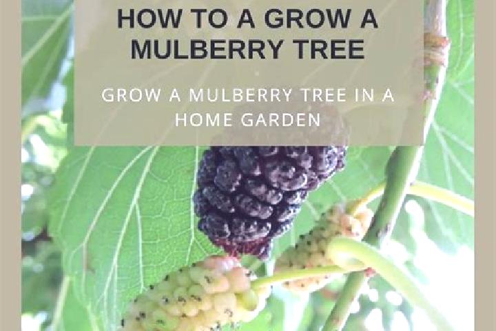 escort Mulberry