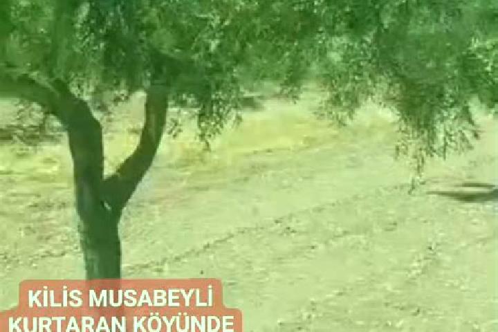 escort Musabeyli
