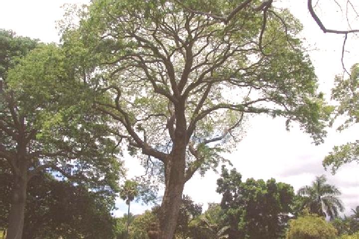 escort Nacaxtle