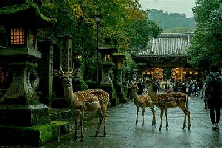 escort Nara-shi