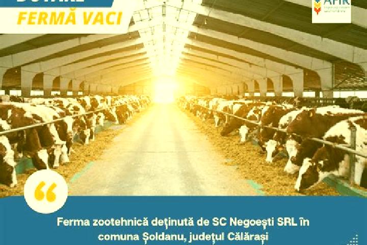 escort Negoesti