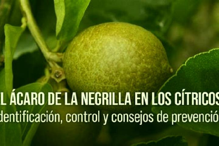 escort Negrilla de Palencia