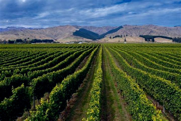 escort New Vineyard