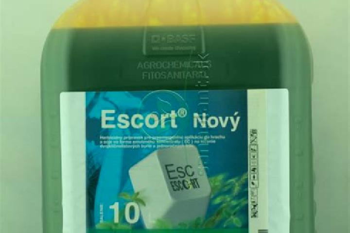escort Novy