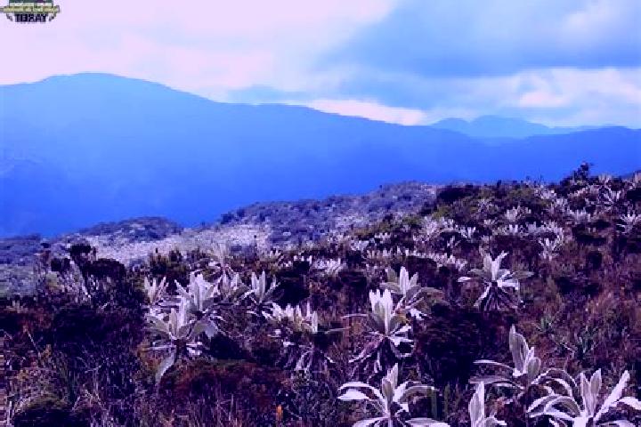 escort O Paramo