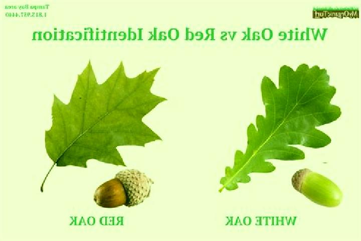 escort Oak Leaf