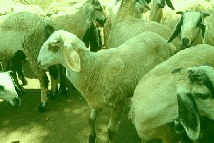 escort Olagadam