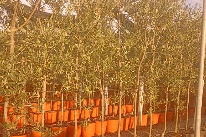 escort Olia Speciosa