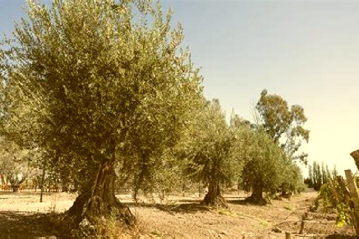 escort Olivos